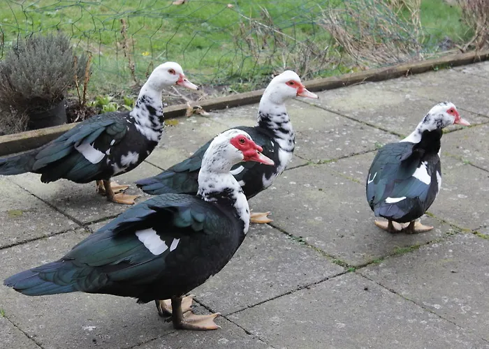 Bed & Breakfast I *